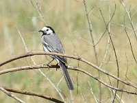 Bachstelze 2 (Motacilla alba)